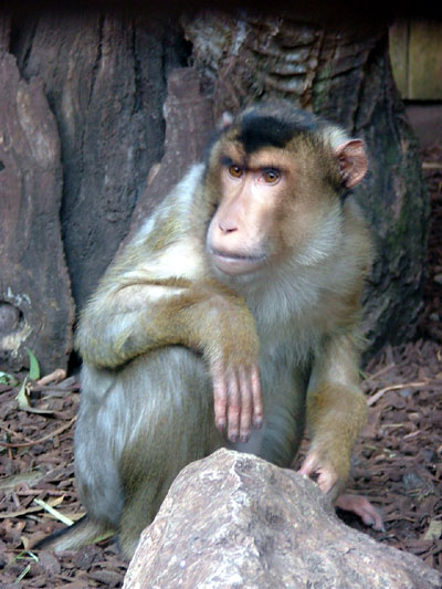Macaque &agrave; queue de cochon