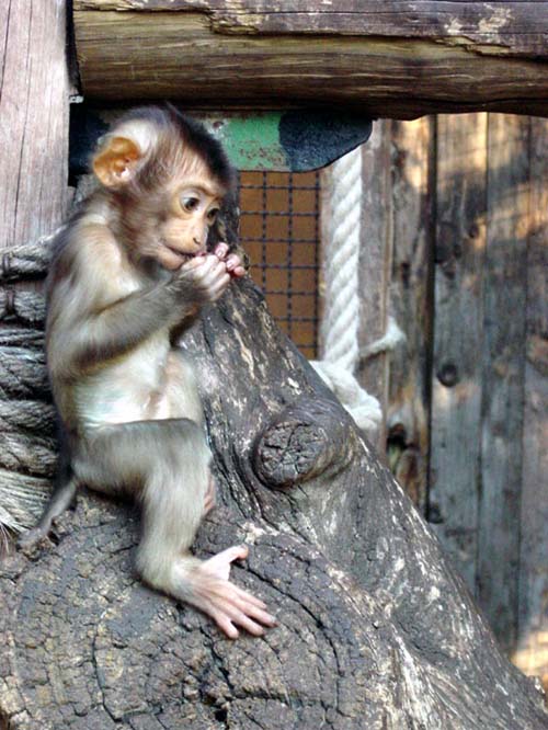 Macaque &agrave; queue de cochon