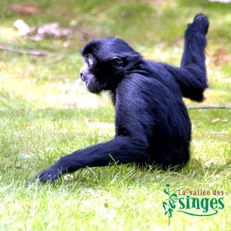 SIAMANG