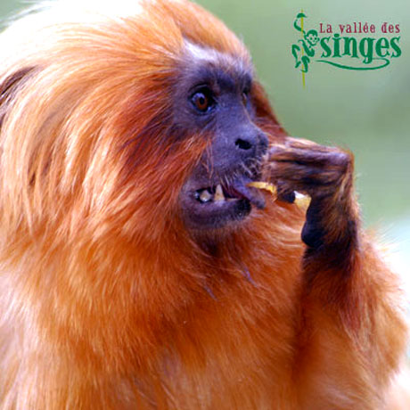 Tamarin lion dor&eacute;