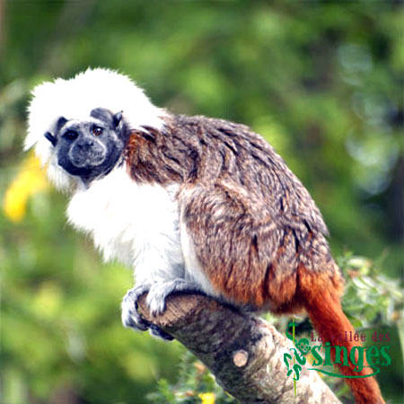 TAMARIN PINCHE