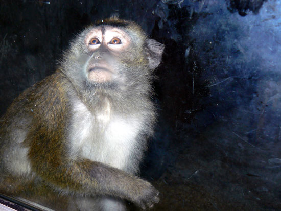 Vervet (ou singe vert)