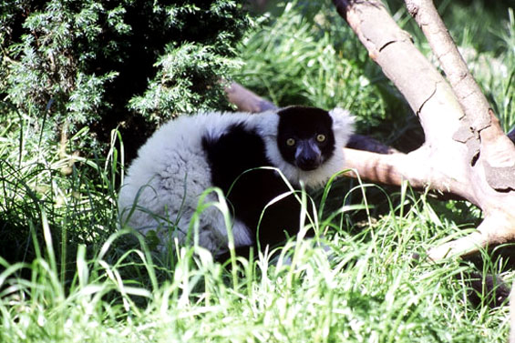 Maki Vari (l&eacute;mur vari&eacute;)