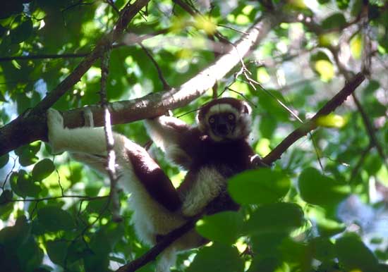 Les Primates De M A Z