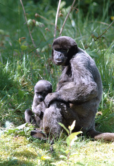 Fi zo as singelaineux01