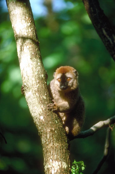 L&eacute;mur &agrave; front roux