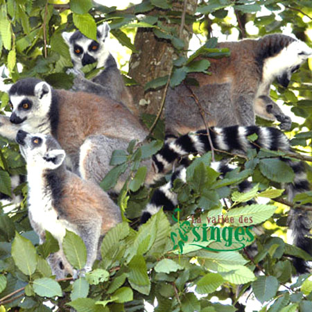 Maki Catta (l&eacute;mur catta)