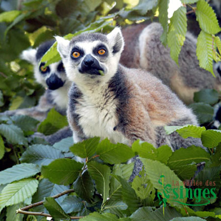 Maki Catta (l&eacute;mur catta)