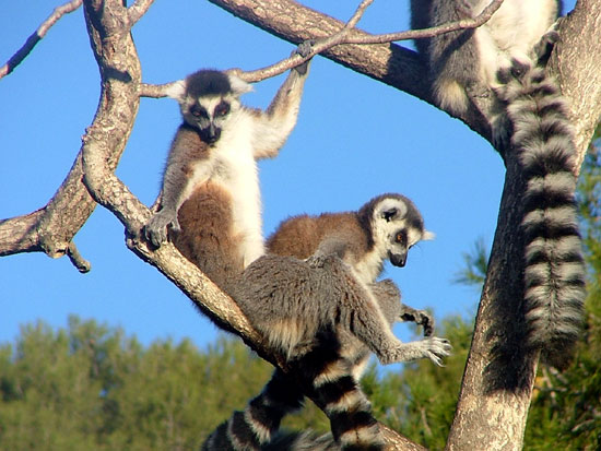 Maki Catta (l&eacute;mur catta)