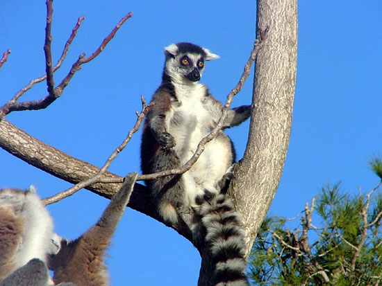 Maki Catta (l&eacute;mur catta)