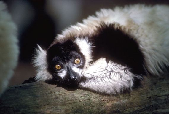 Maki Vari (l&eacute;mur vari&eacute;)