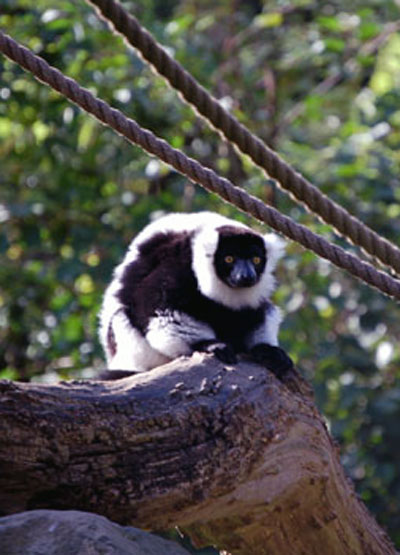 Maki Vari (l&eacute;mur vari&eacute;)