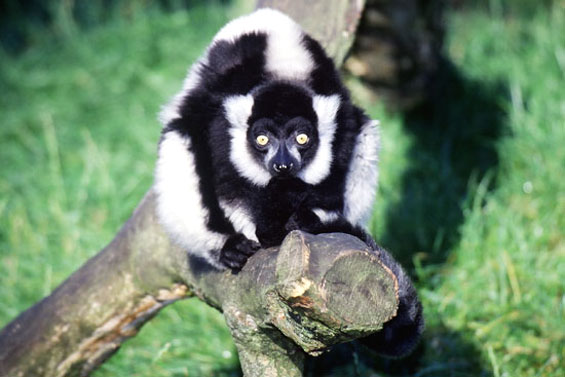 Maki Vari (l&eacute;mur vari&eacute;)