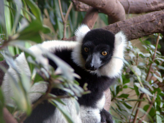 Maki Vari (l&eacute;mur vari&eacute;)