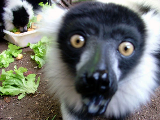 Maki Vari (l&eacute;mur vari&eacute;i)