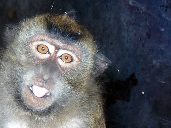 Vervet (ou singe vert)