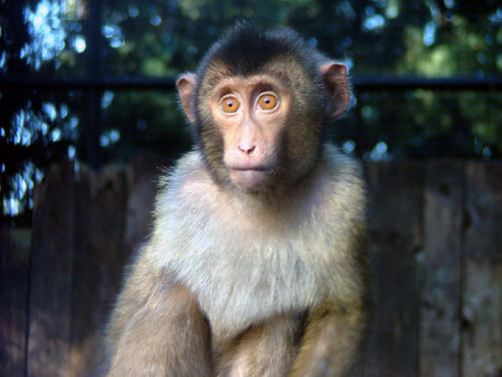 Macaque A Queue De Cochon