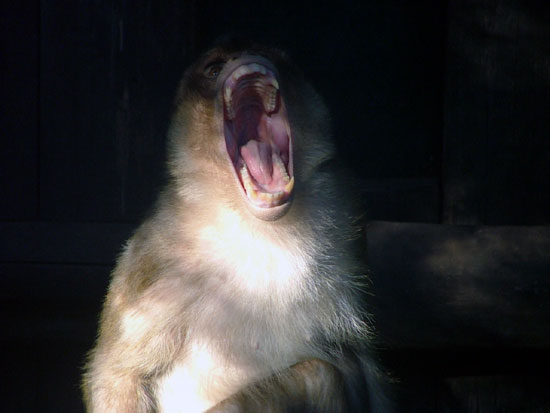 Macaque &agrave; queue de cochon