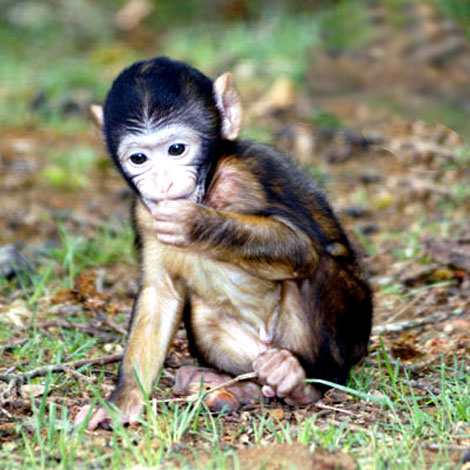 Magot (macaque De Barbarie)