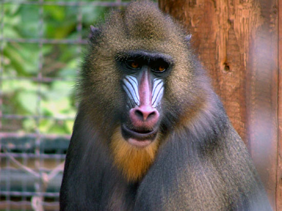 Mandrill