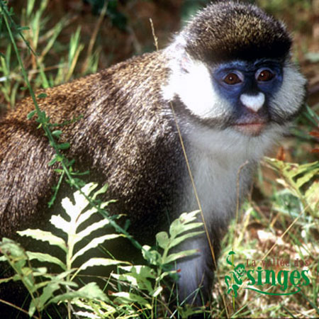 Singes De L Ancien Monde Et Grands Singes