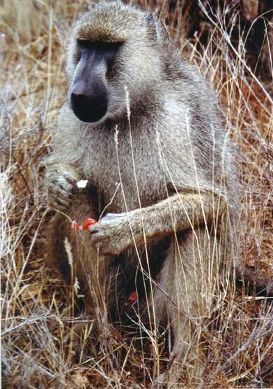 Ifsa as babouin anubis01