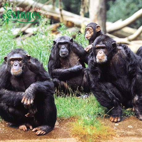 Chimpanz&eacute;