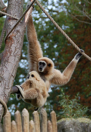 Gibbon lar (gibbon &agrave; mains blanches)