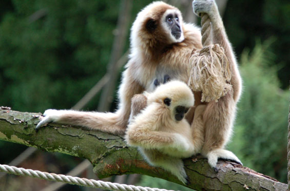 Gibbon lar (gibbon &agrave; mains blanches)