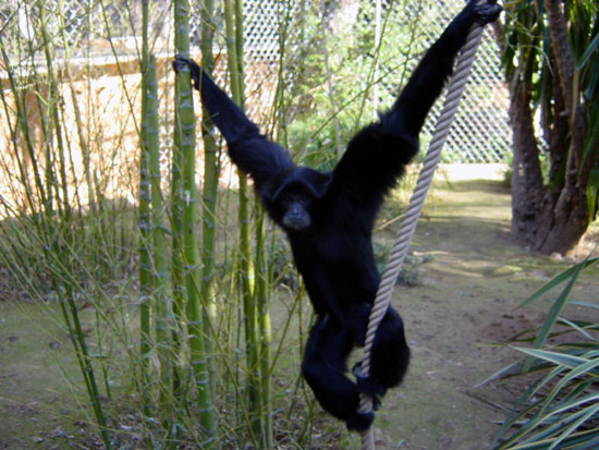 Siamang