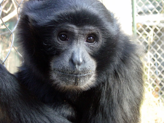 Siamang