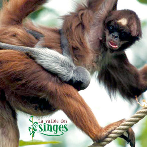 At&egrave;le Belz&eacute;buth