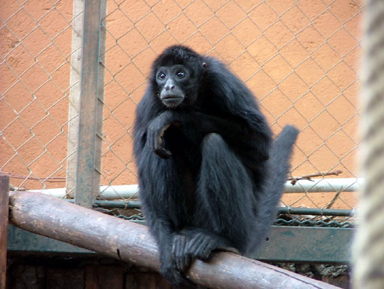 Singe Araignee (atele) Noir