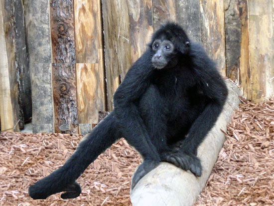 Singe-araign&eacute;e (at&egrave;le) noir