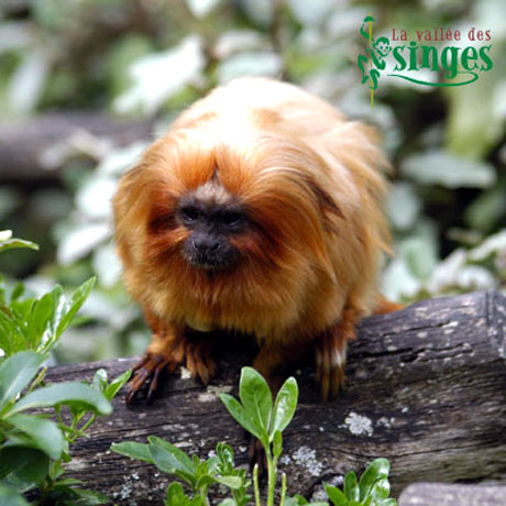 Tamarin-lion