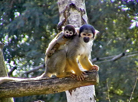 Saimiri (sapajou Jaune De Bolivie)