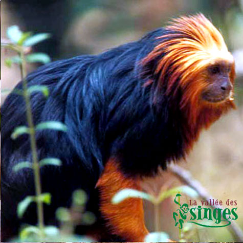 TAMarin lion a tete dore1