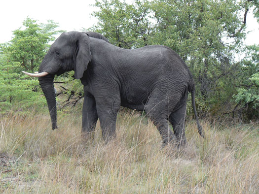 Elephant D Afrique