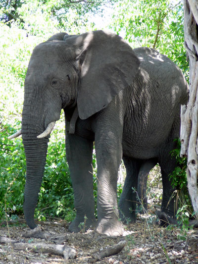 Ifsa as elephant04