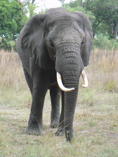 Ifsa as elephant27
