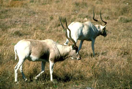 Addax