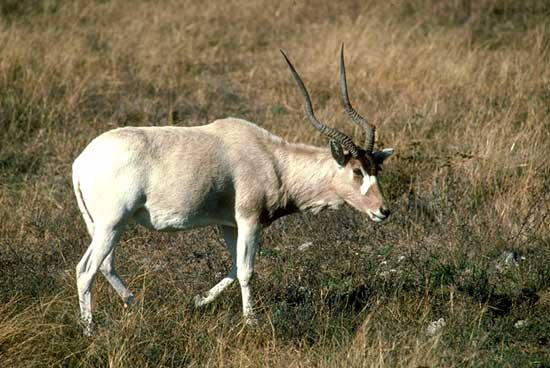 Addax