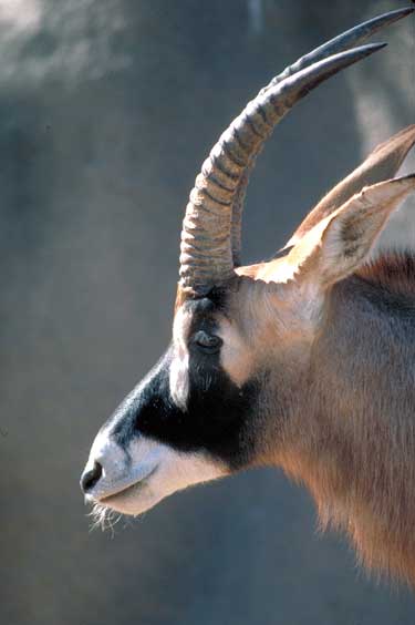 Antilope Rouanne