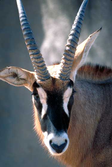 Antilope rouanne