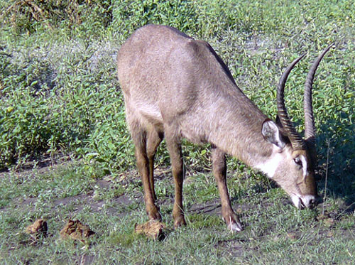 Cobe &agrave; croissant