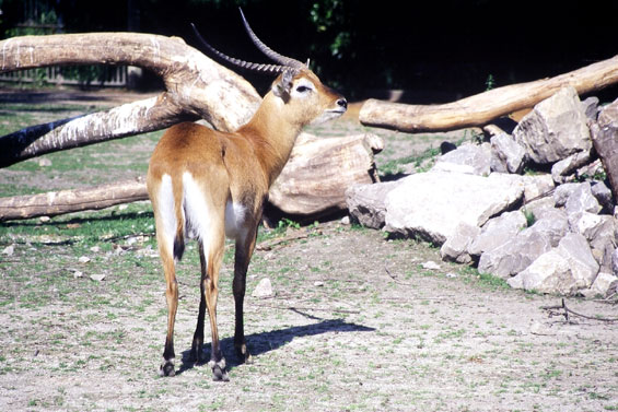 Cobe Lechwe
