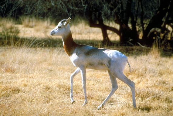 Gazelle Dama