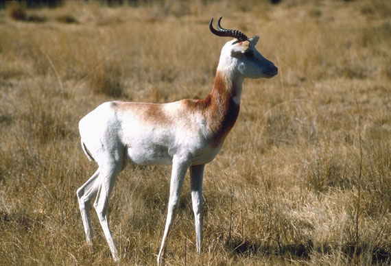 Gazelle Dama