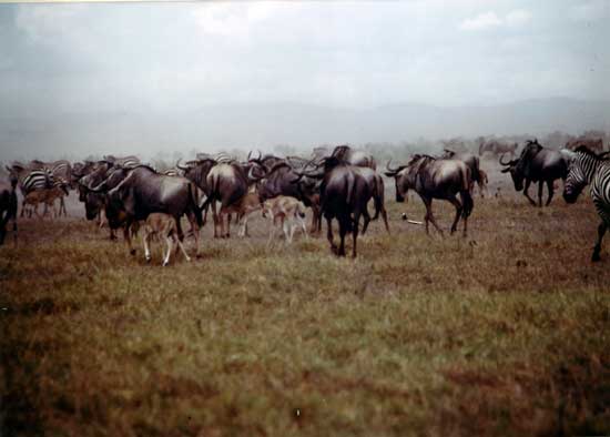 Gnou &agrave; queue noire