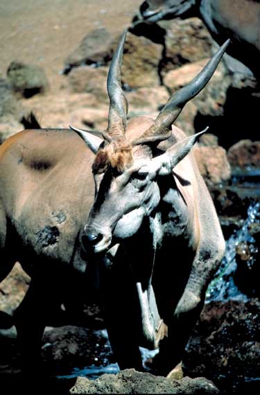 Mammiferes Ongules (rhinoceros, Zebres, Girafes, Antilopes,etc)